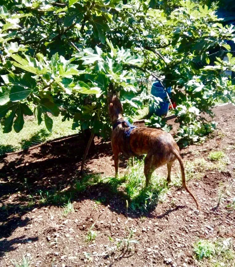 Tigre adozione levrieri galg0 04