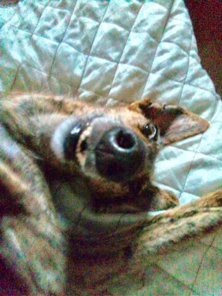 Tigre adozione levrieri galg0 05