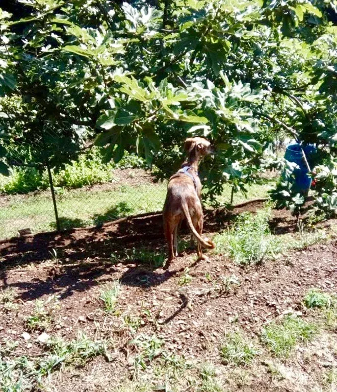 Tigre adozione levrieri galg0 06