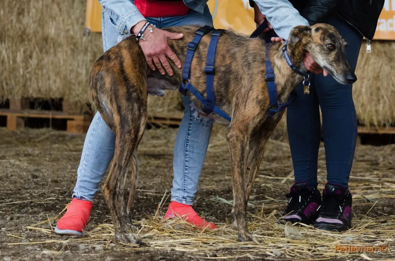 Tigre adozione levrieri galgo 12