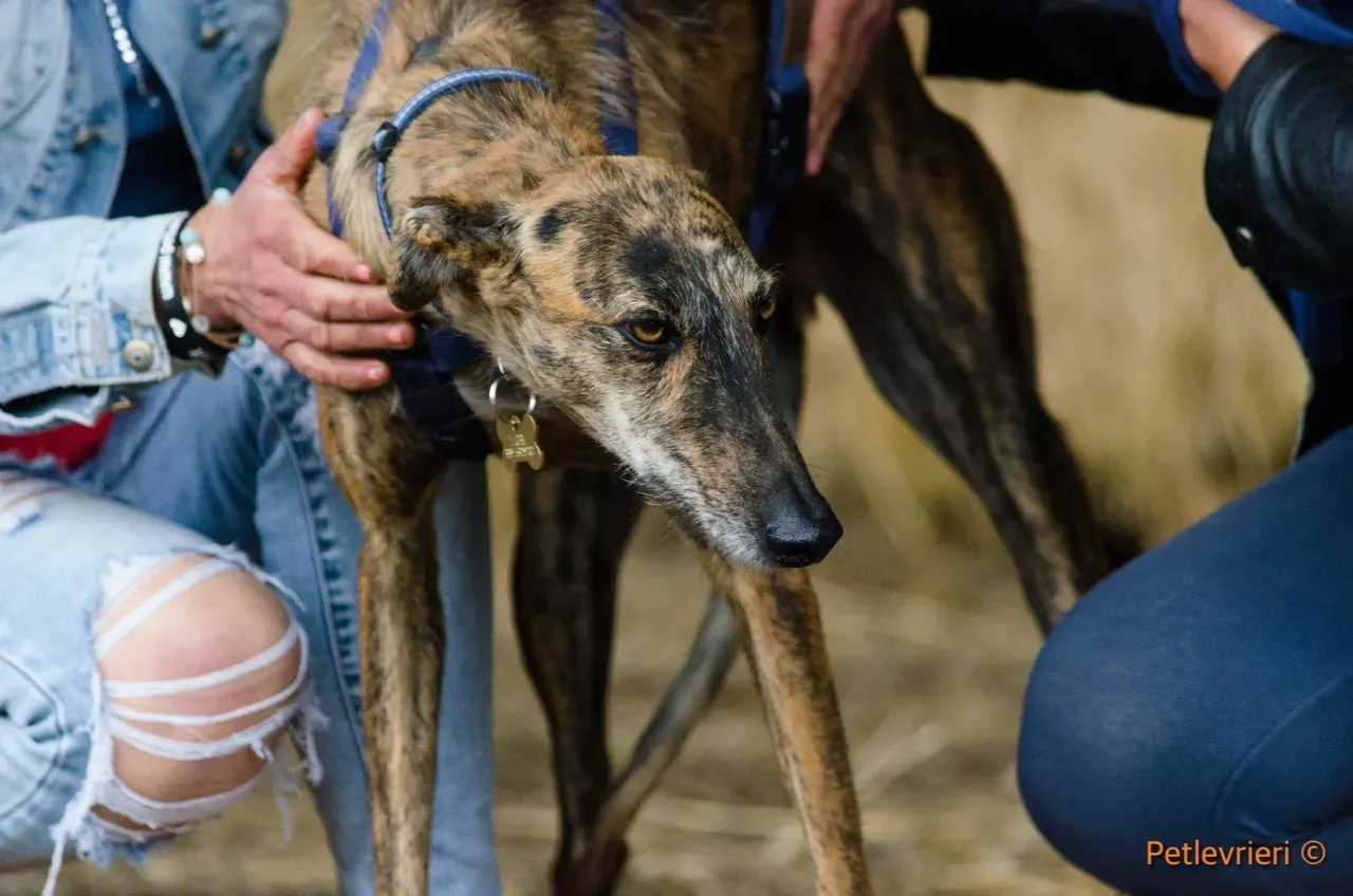 Tigre adozione levrieri galgo 13