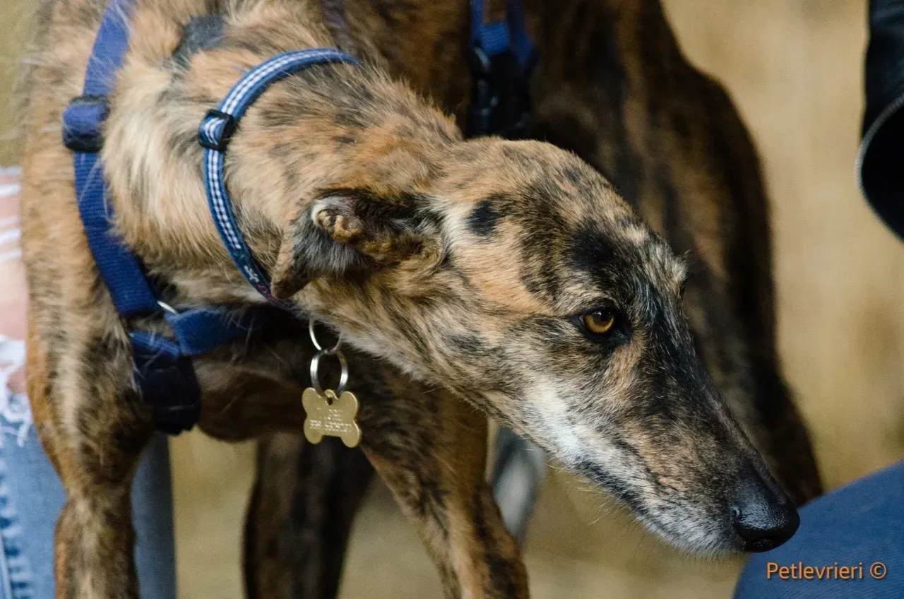 Tigre adozione levrieri galgo 14