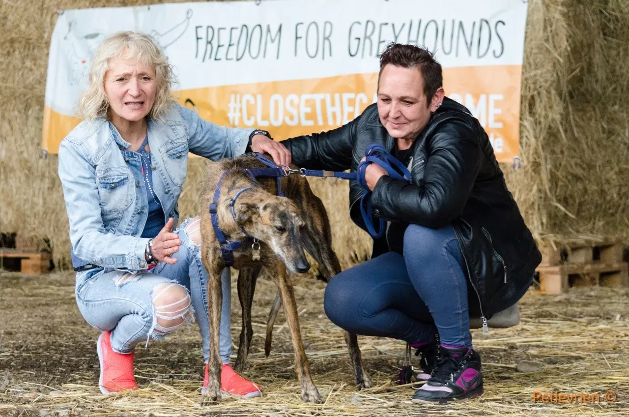 Tigre adozione levrieri galgo 15