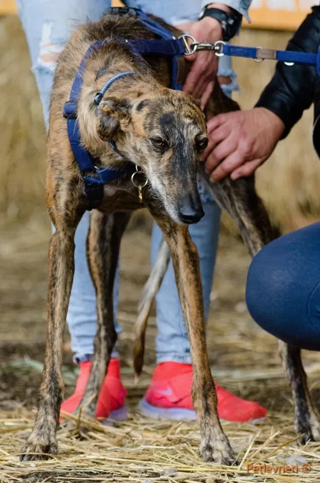 Tigre adozione levrieri galgo 16