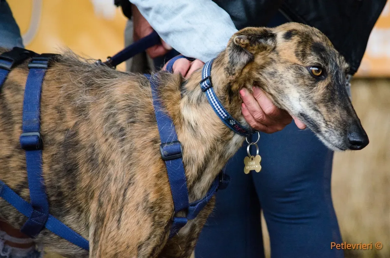 Tigre adozione levrieri galgo 17