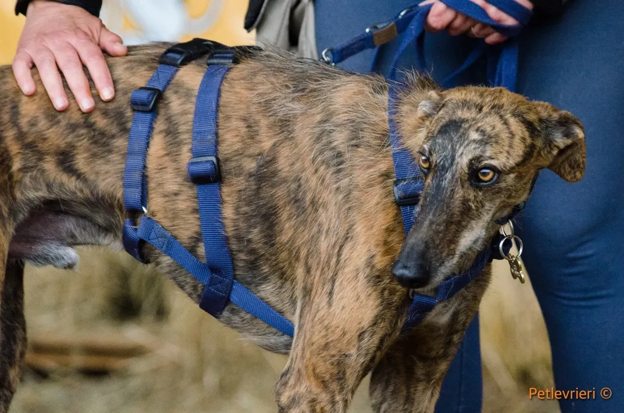 Tigre adozione levrieri galgo 18
