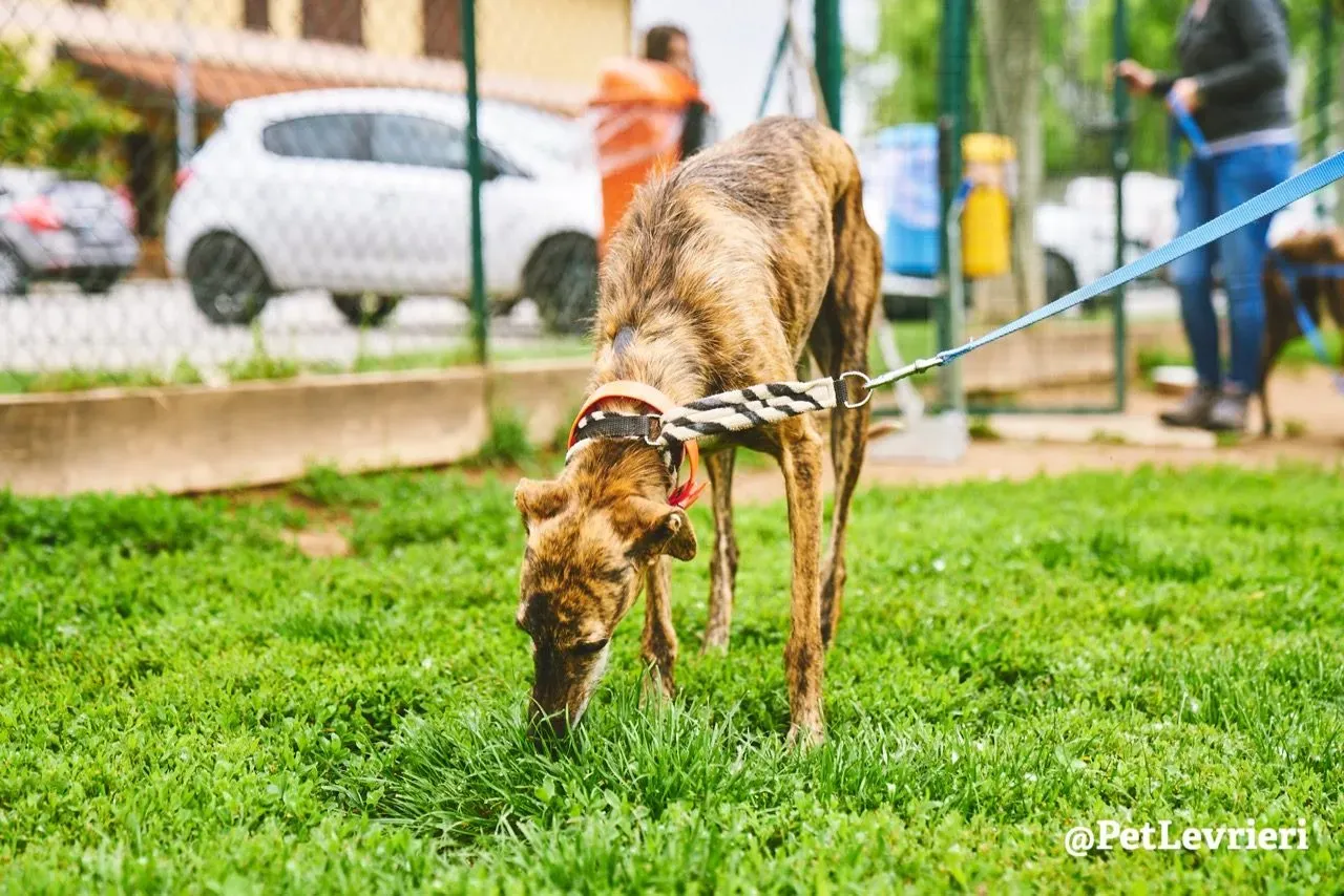 Tigre adozione levrieri galgo 19
