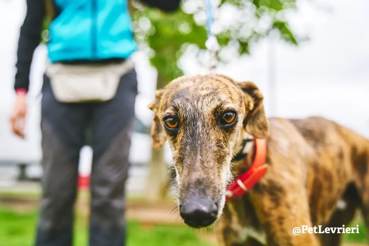 Tigre adozione levrieri galgo 20