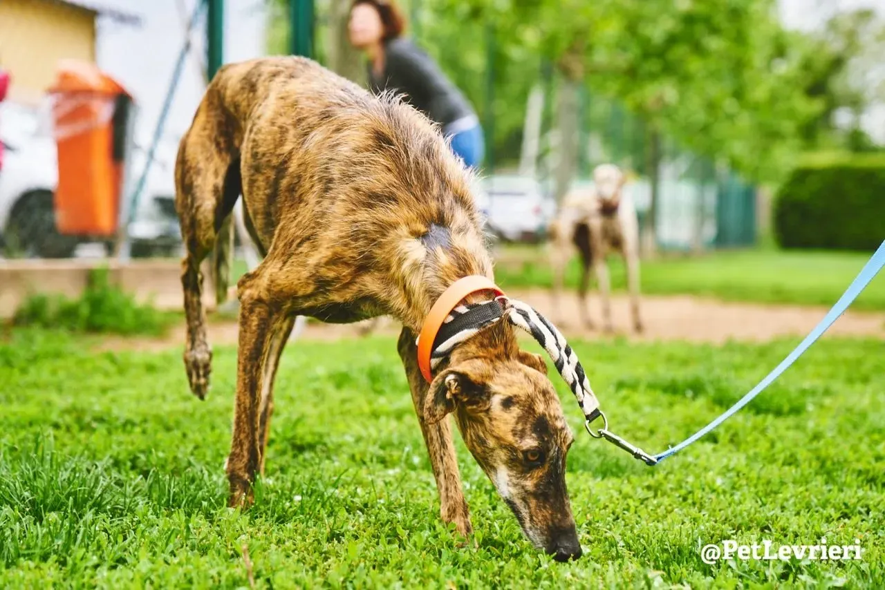 Tigre adozione levriero galgo 21