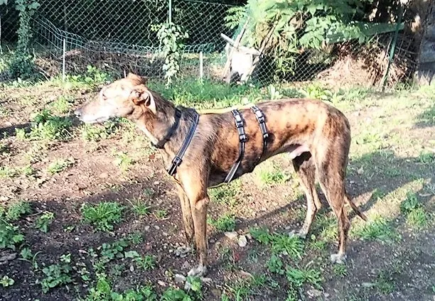 Tigre nuove foto3 n 2