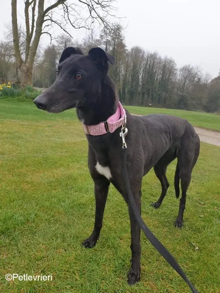Tilda adozione levrieri greyhound 1