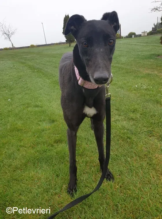 Tilda adozione levrieri greyhound 10