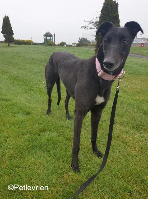 Tilda adozione levrieri greyhound 11