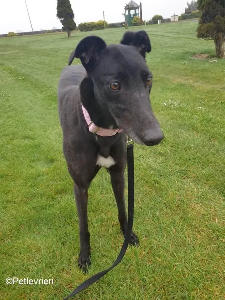 Tilda adozione levrieri greyhound 2