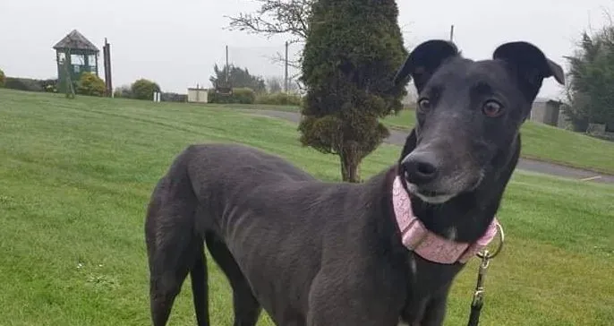 Tilda adozione levrieri greyhound 3 e1614846081747