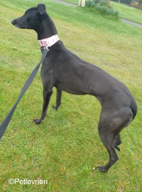 Tilda adozione levrieri greyhound 4