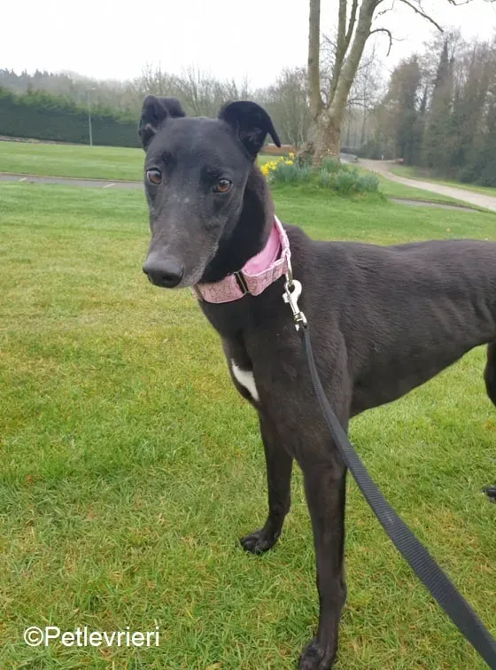 Tilda adozione levrieri greyhound 5