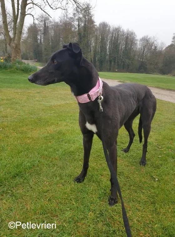 Tilda adozione levrieri greyhound 6