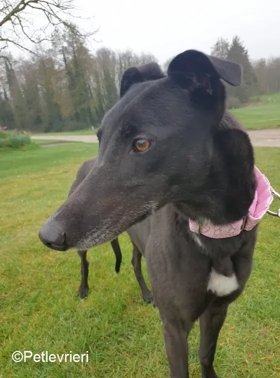 Tilda adozione levrieri greyhound 7