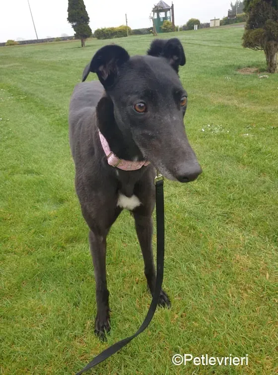 Tilda adozione levrieri greyhound 8