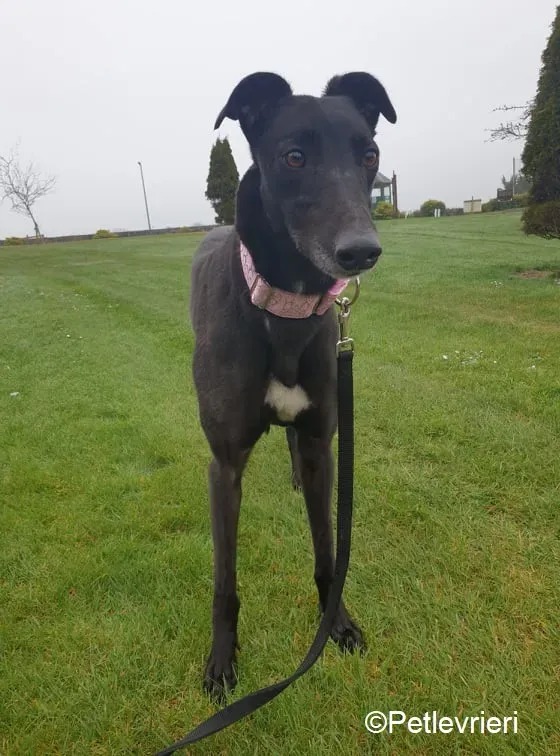Tilda adozione levrieri greyhound 9