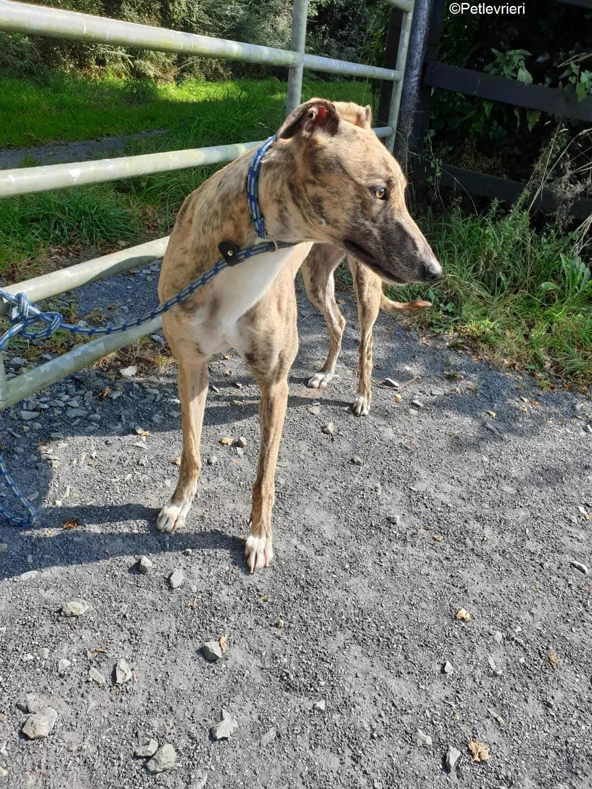 Tilly adozione levrieri greyhound 1 1