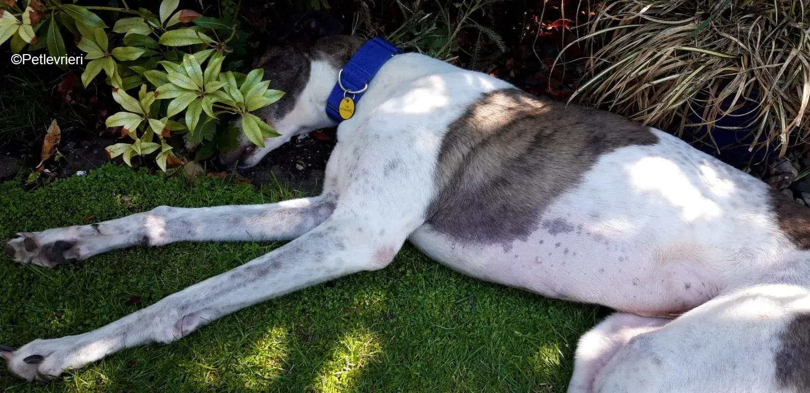 Tilly adozione levrieri greyhound 10