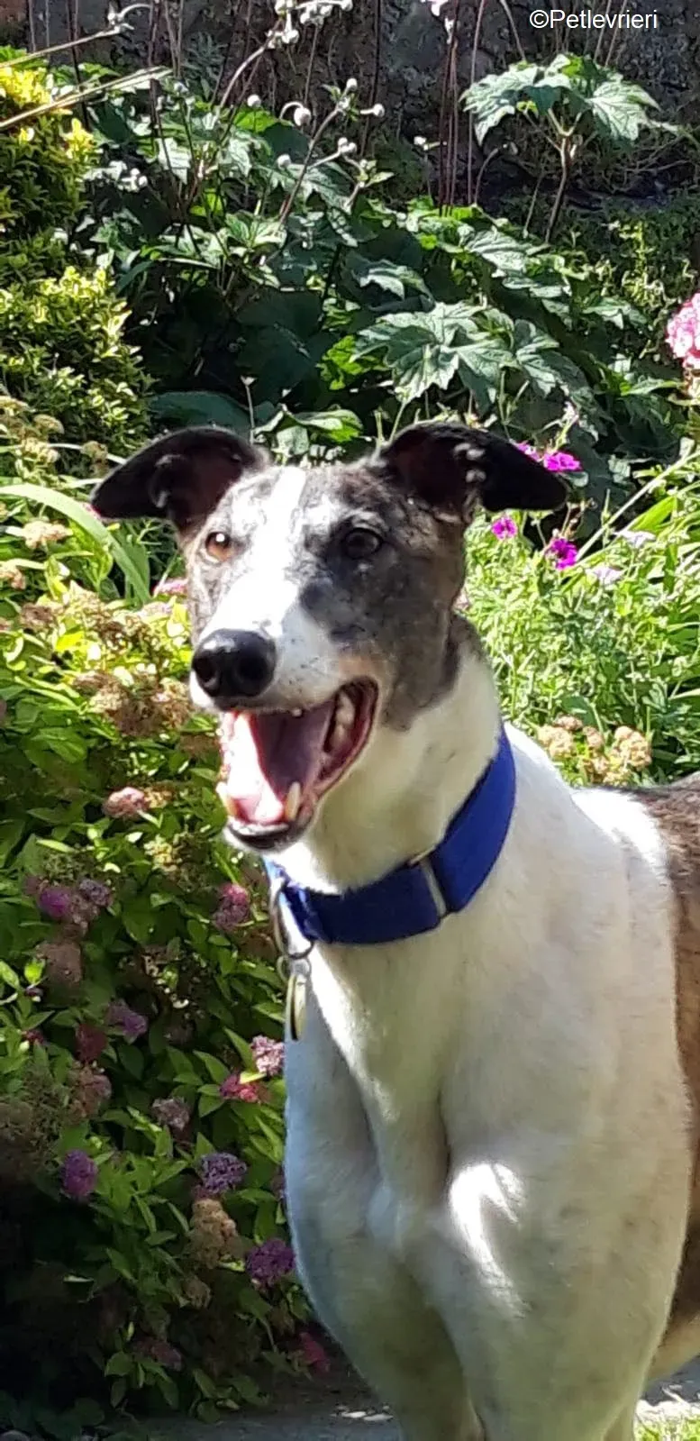 Tilly adozione levrieri greyhound 11