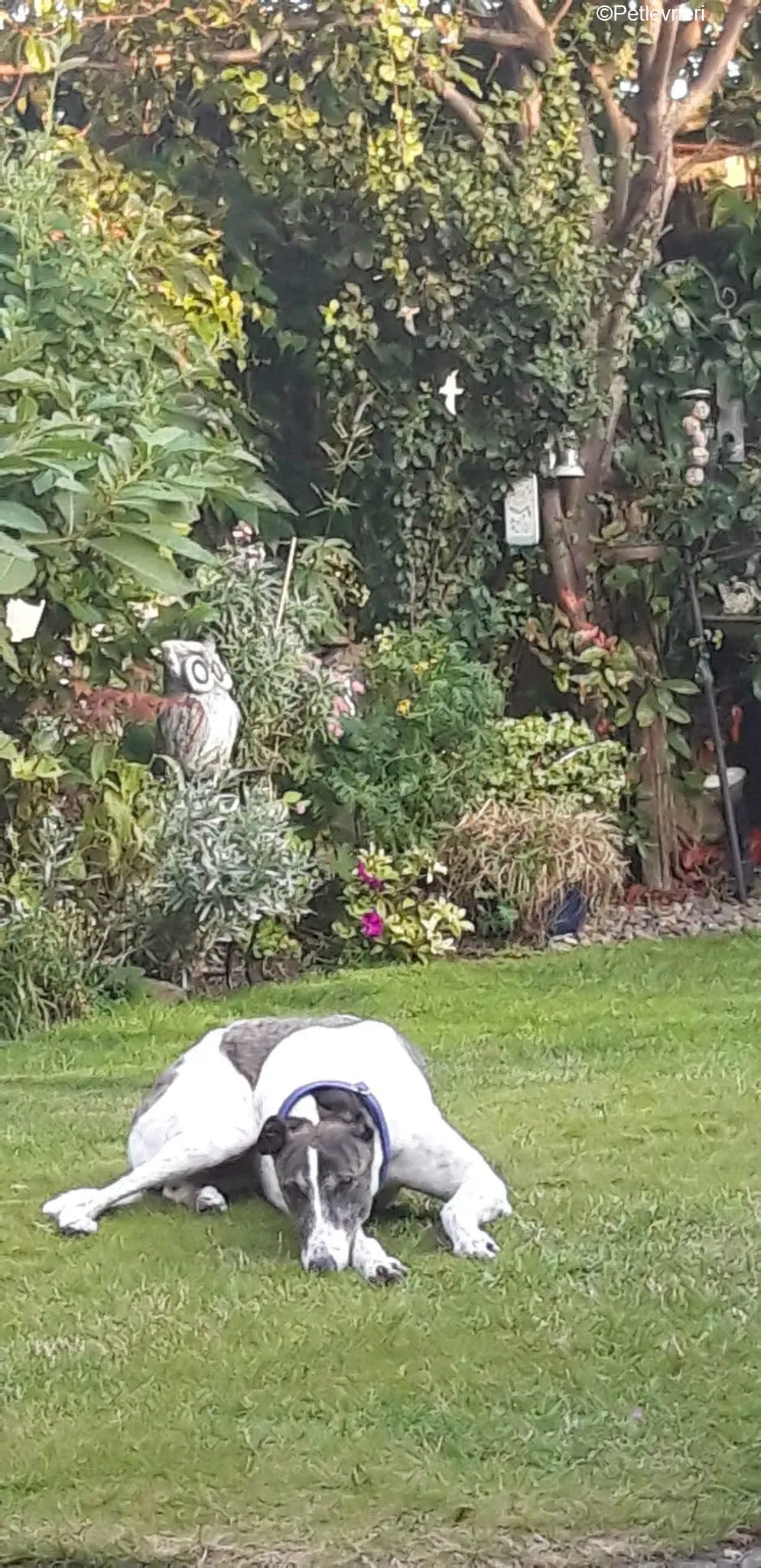 Tilly adozione levrieri greyhound 12