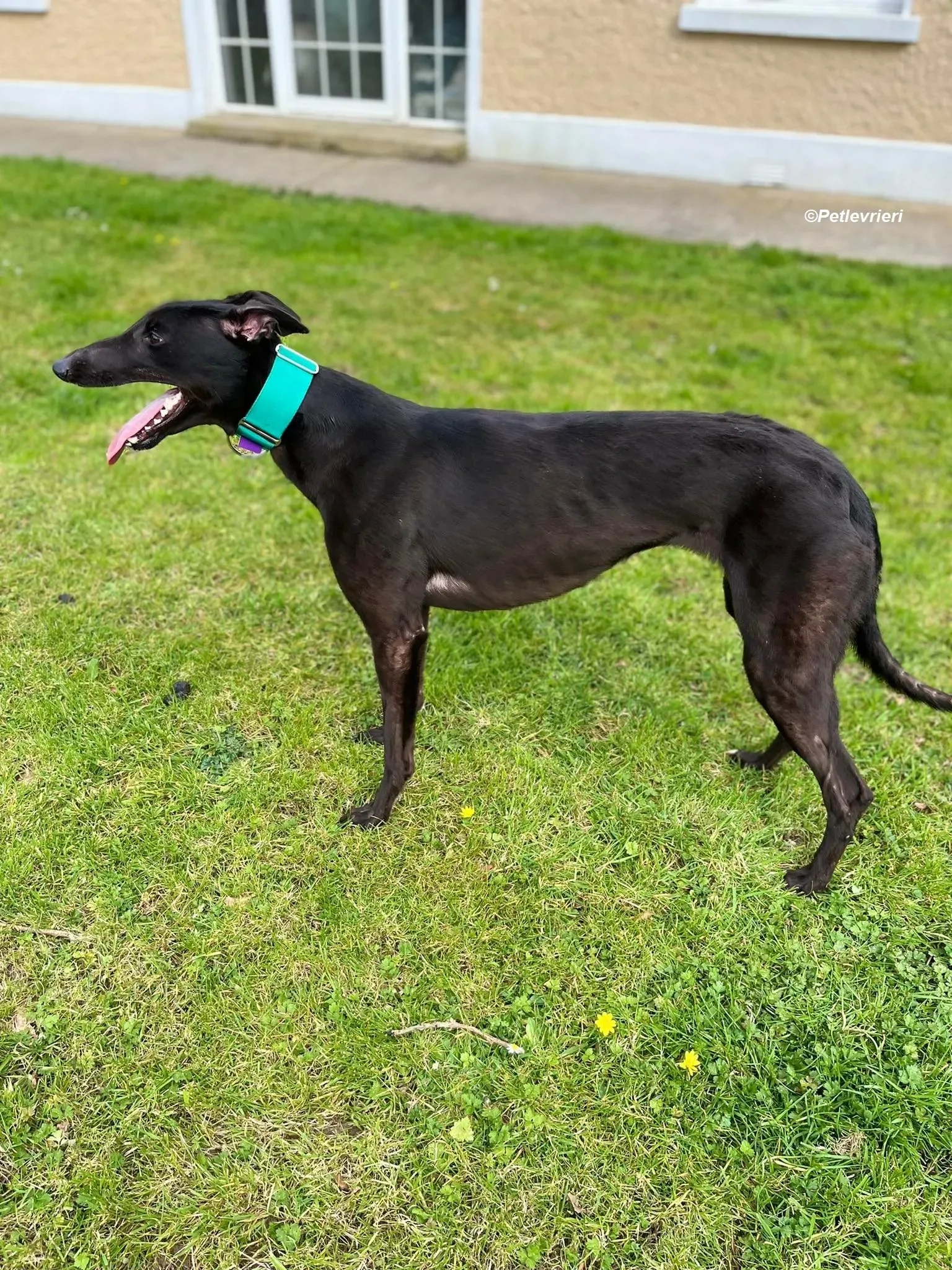 Tilly adozione levrieri greyhound 2