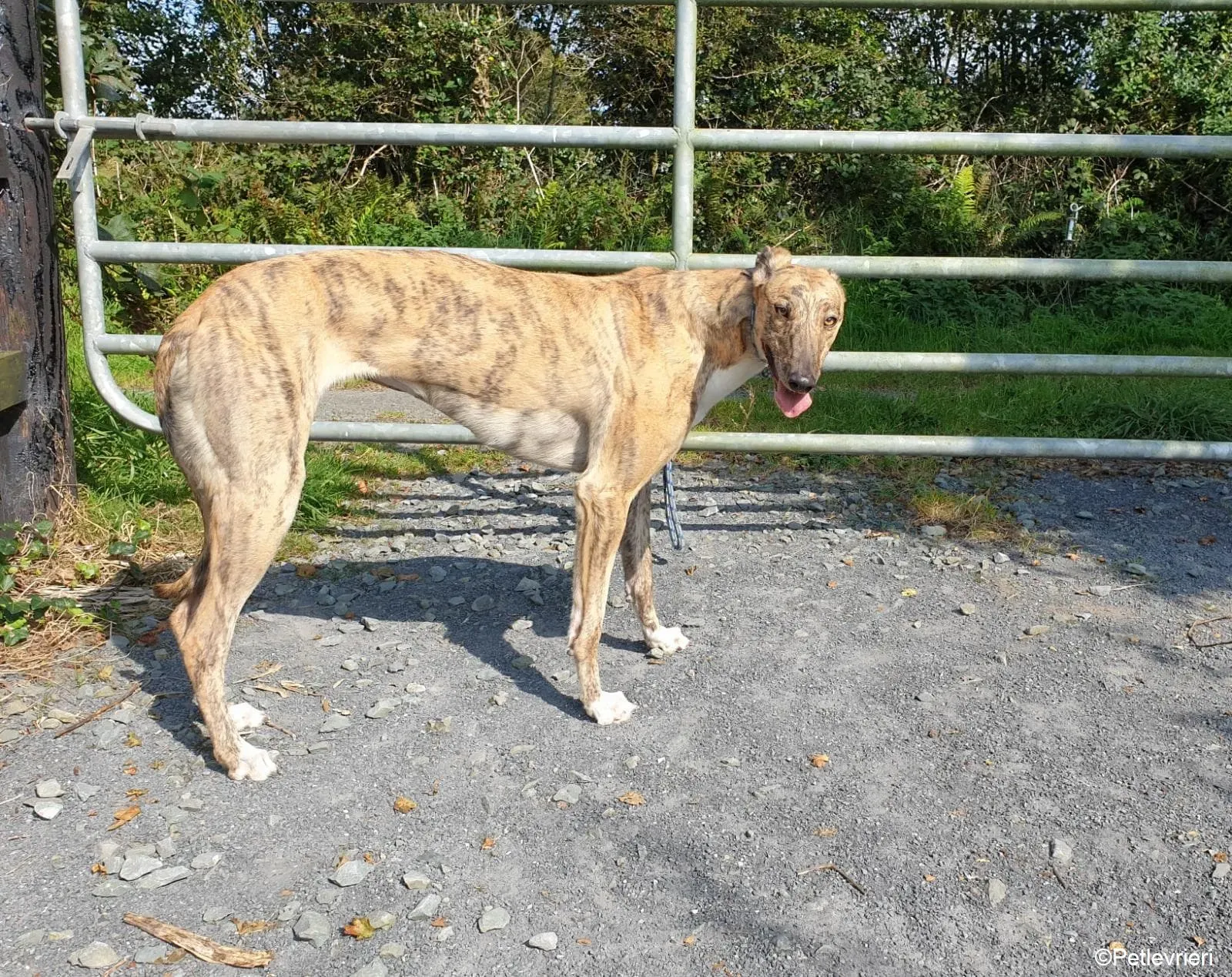 Tilly adozione levrieri greyhound 2 1