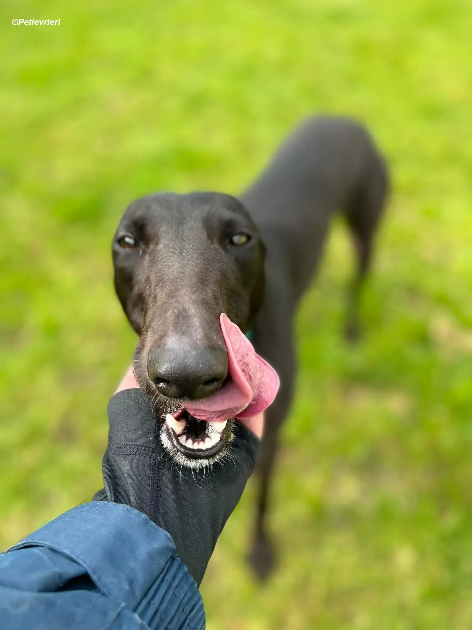 Tilly adozione levrieri greyhound 9