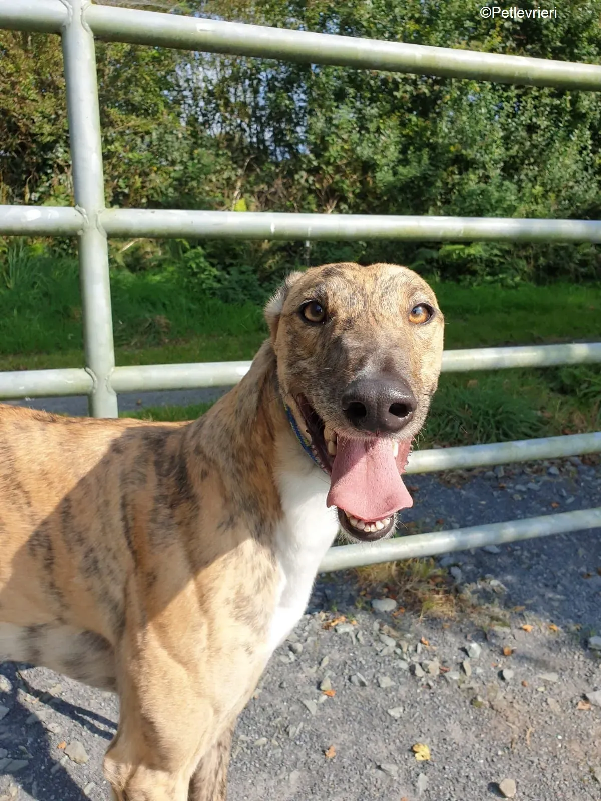 Tilly adozione levrieri greyhound 3 1