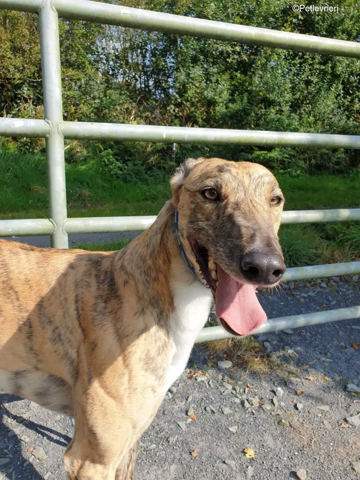 Tilly adozione levrieri greyhound 4 1