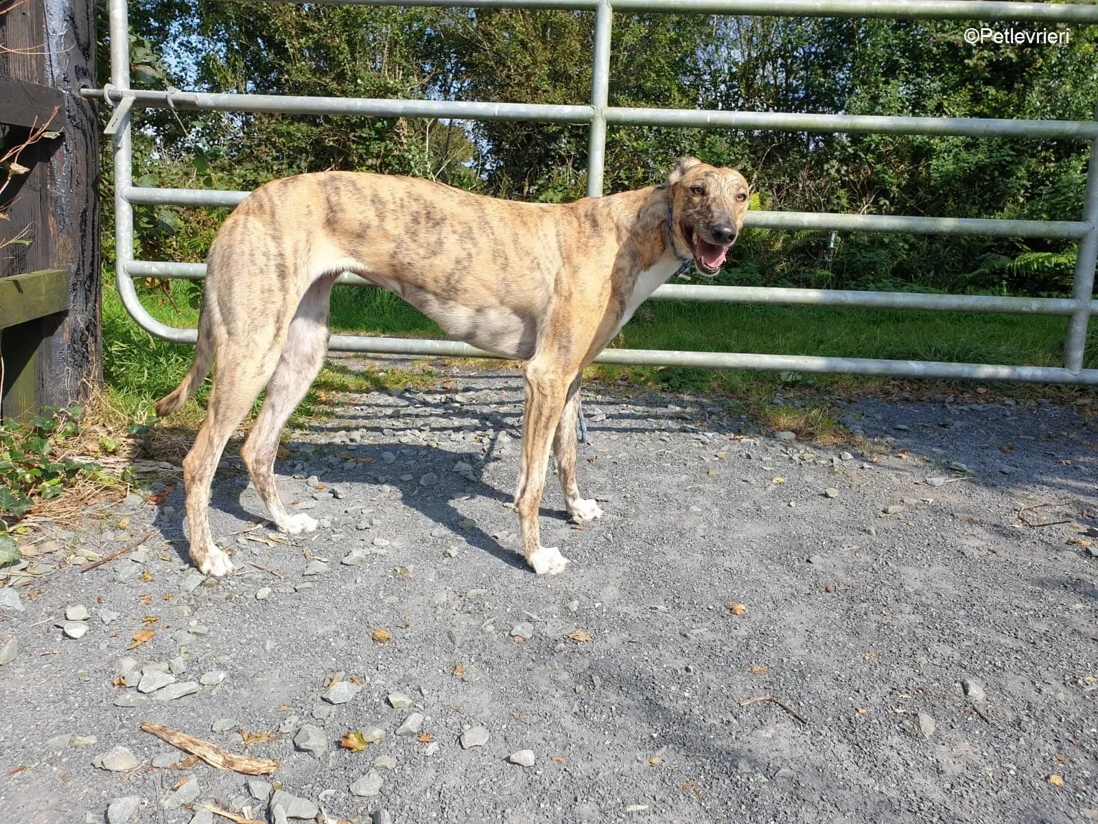 Tilly adozione levrieri greyhound 5 1