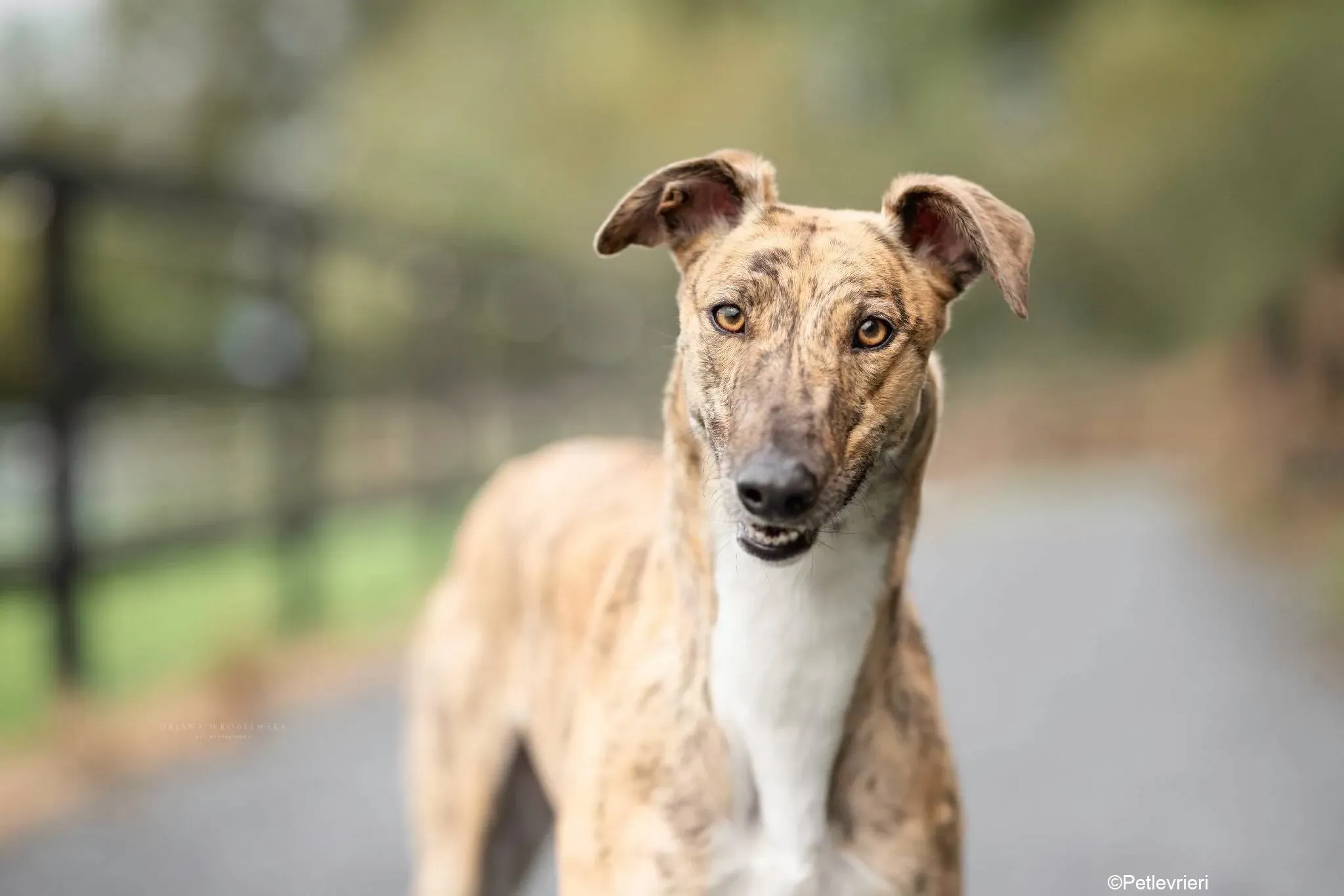 Tilly adozione levrieri greyhound 6 1