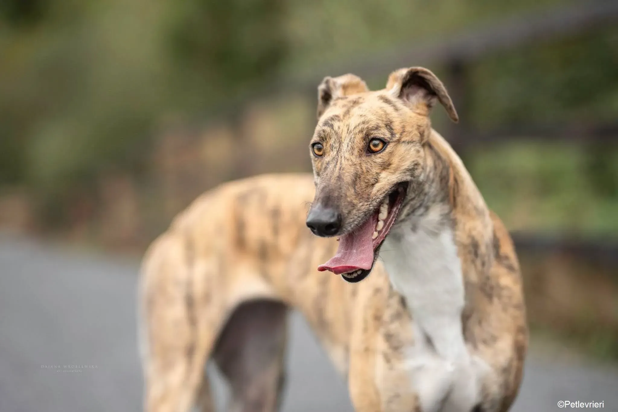 Tilly adozione levrieri greyhound 7 1