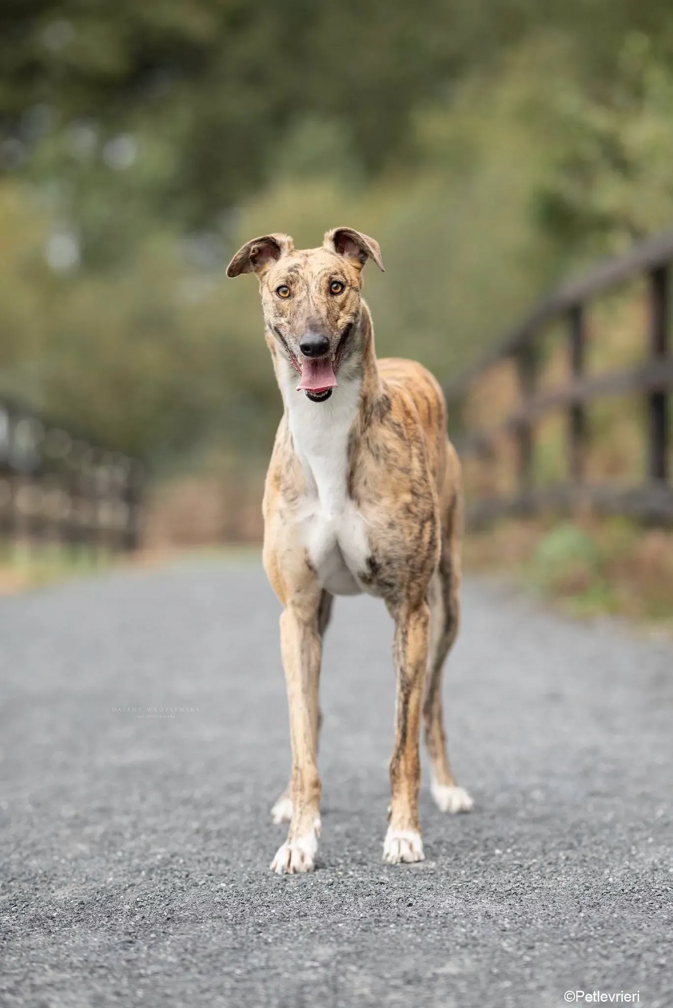 Tilly adozione levrieri greyhound 8 2