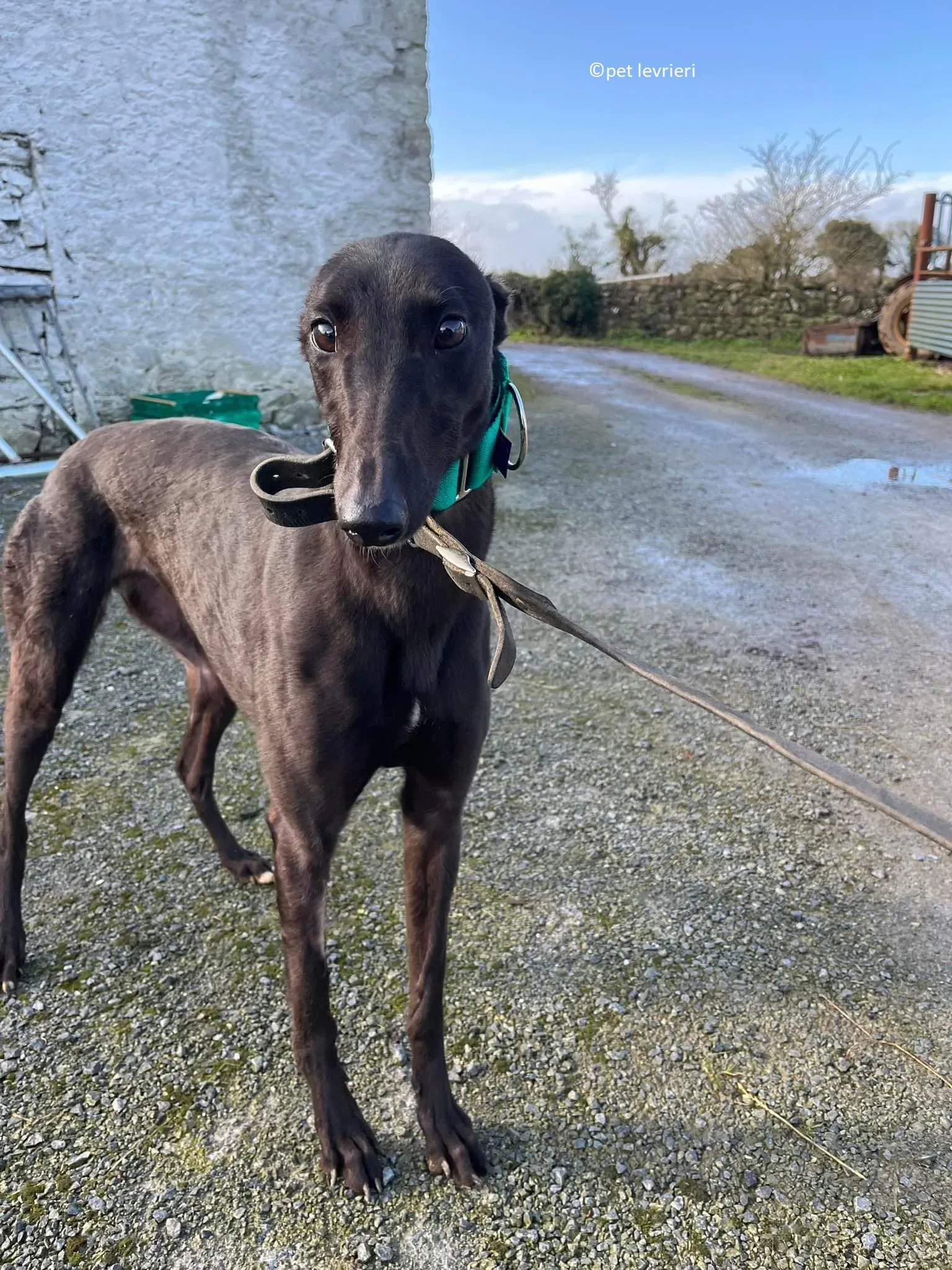 Tilly adozione levriero greyhound1