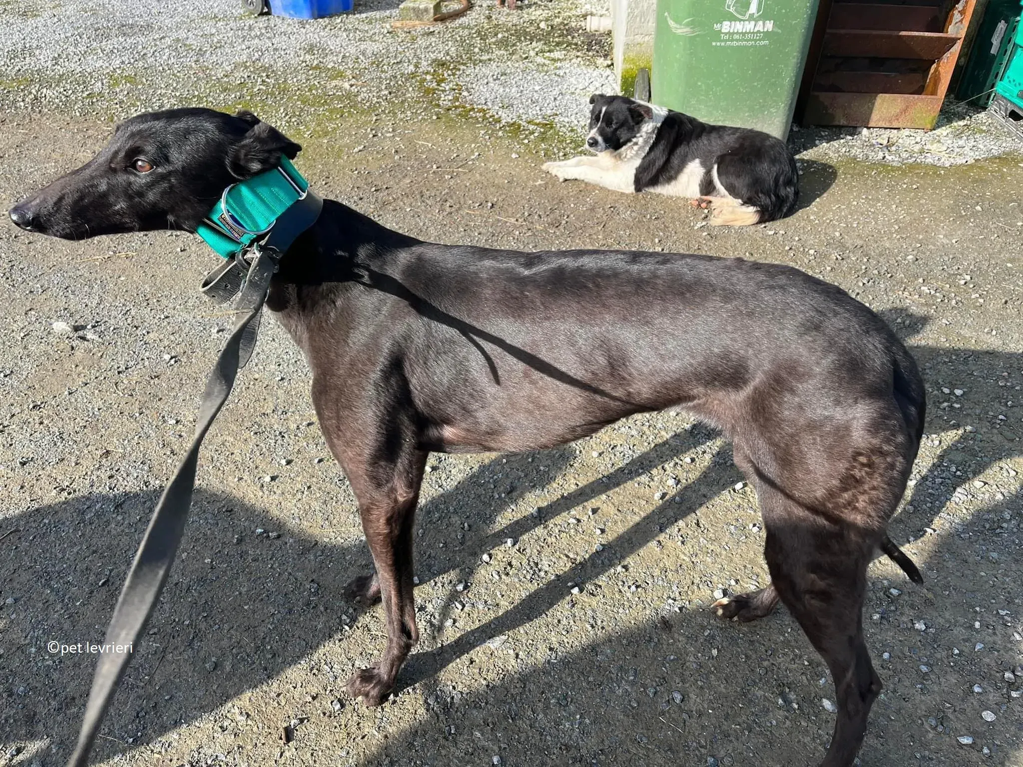 Tilly adozione levriero greyhound2