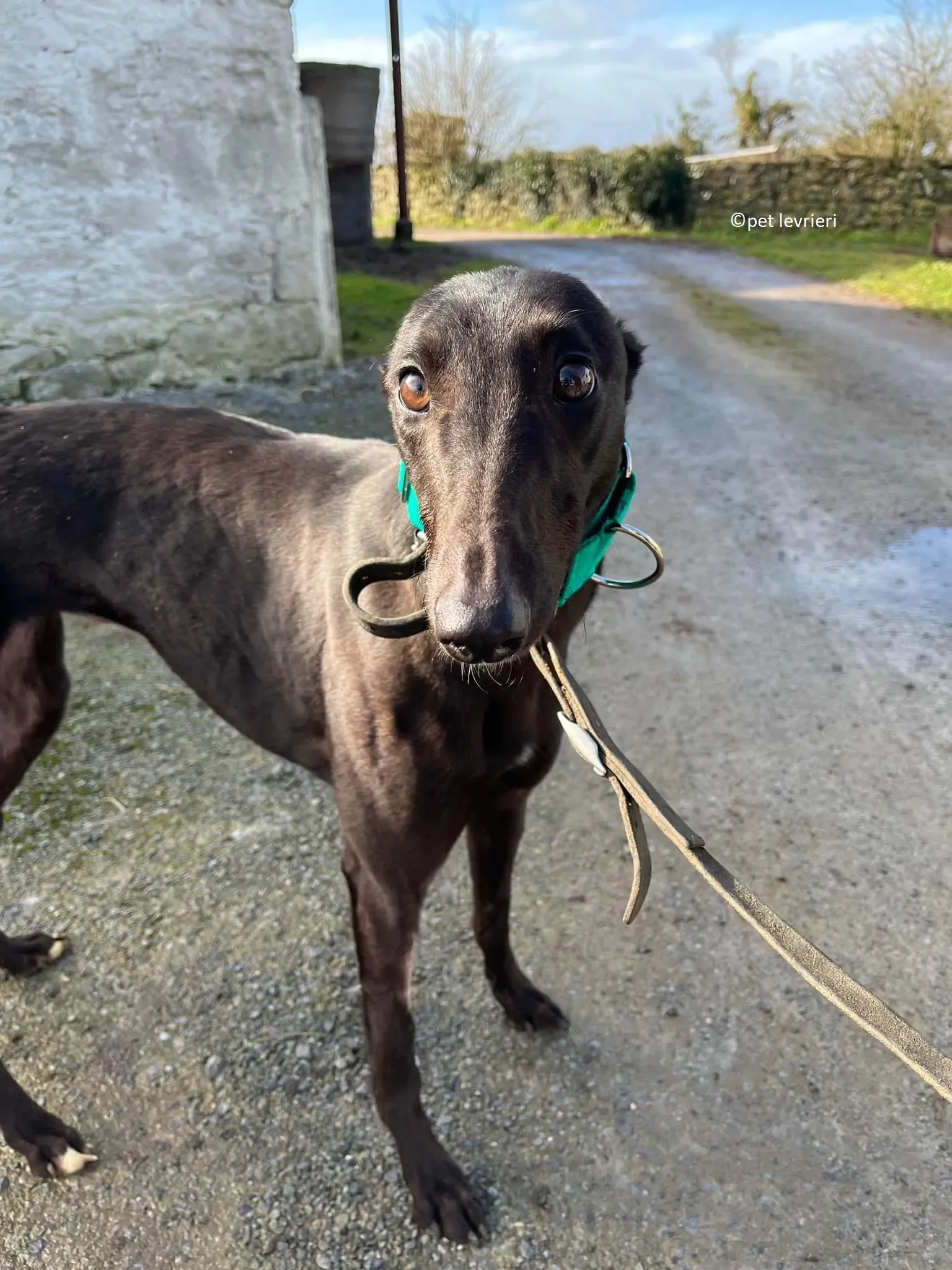 Tilly adozione levriero greyhound3