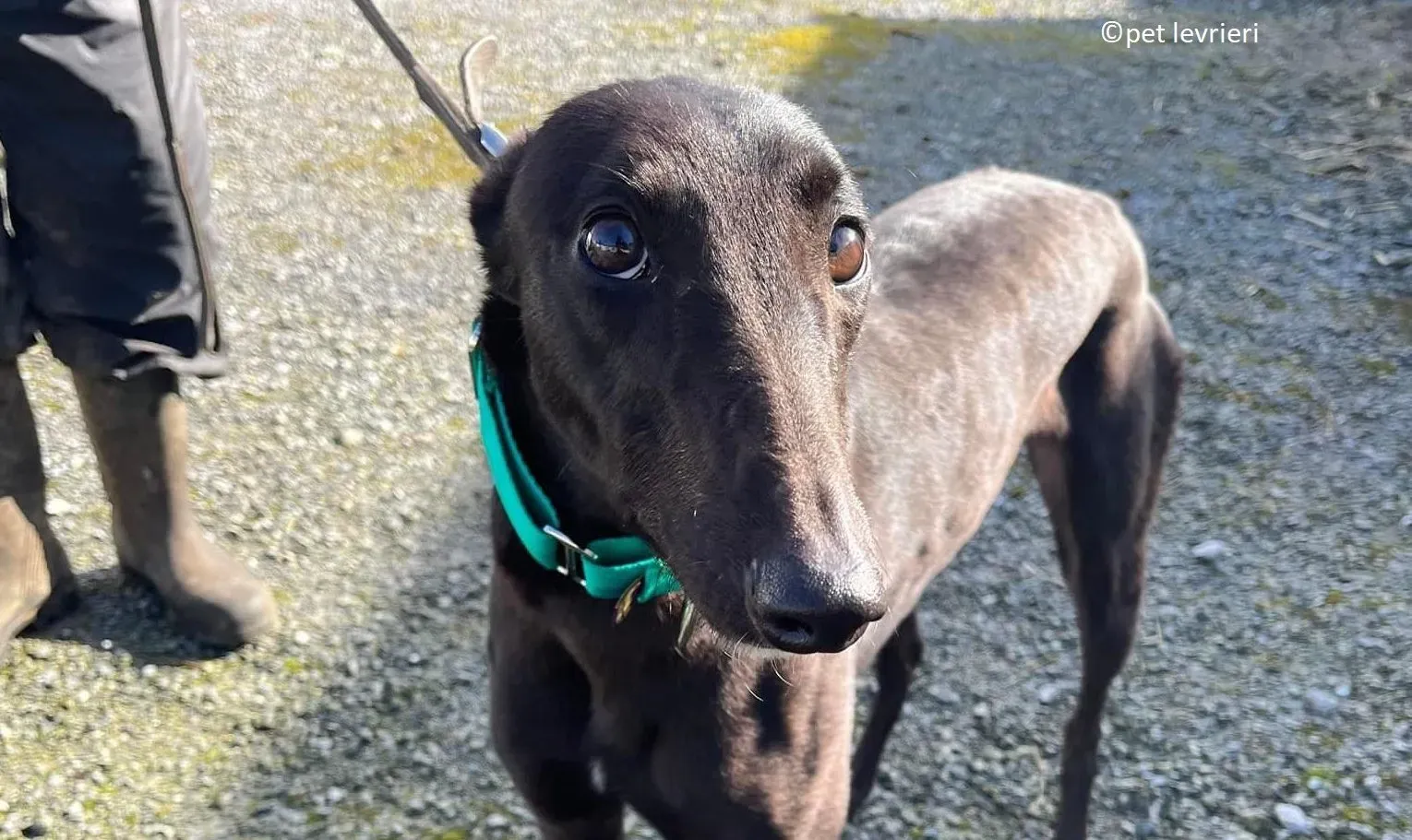 Tilly adozione levriero greyhound4 e1646909460459