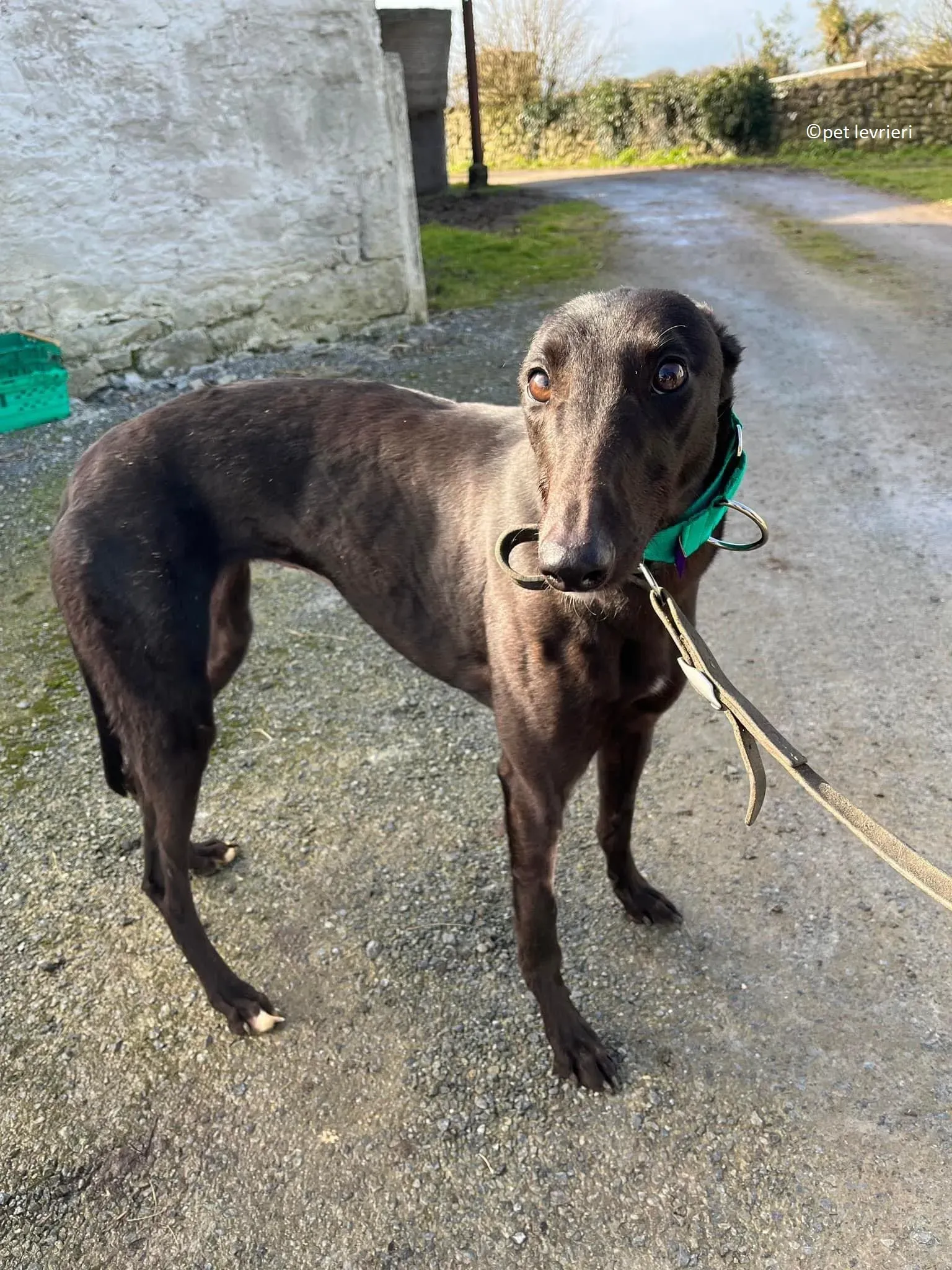 Tilly adozione levriero greyhound5