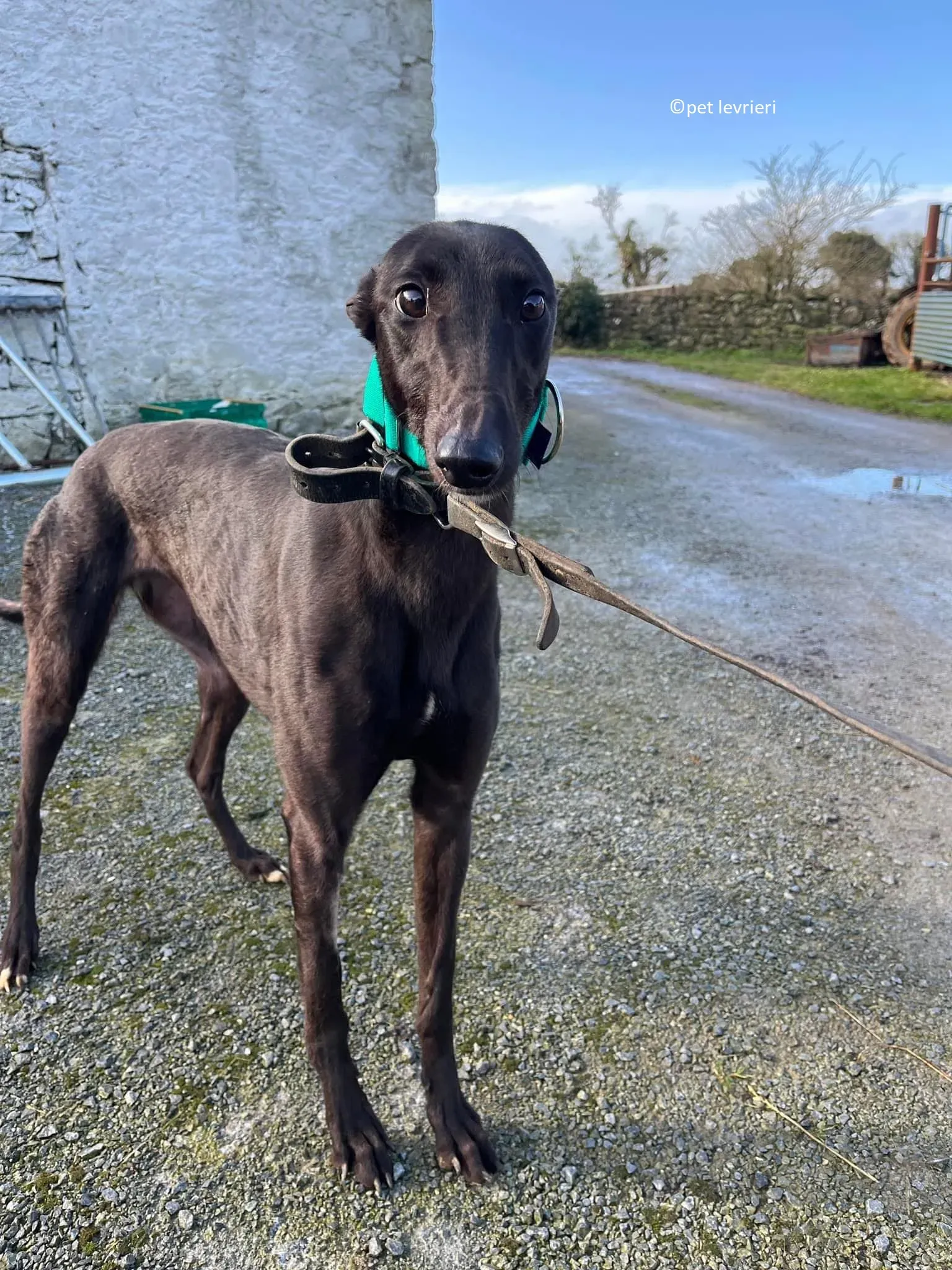 Tilly adozione levriero greyhound6