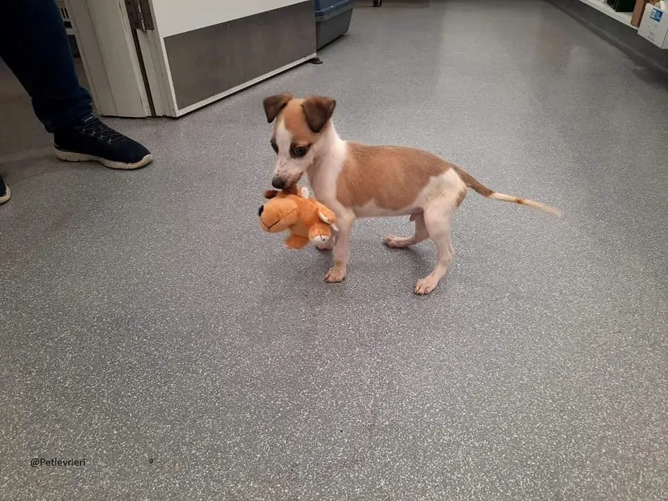 Timmy Lurcher Adozione Pet Levrieri Law 1