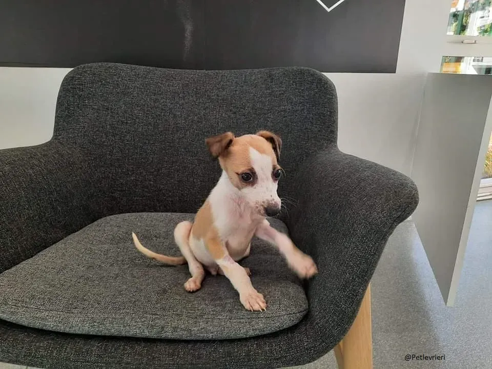 Timmy Lurcher Adozione Pet Levrieri Law 2