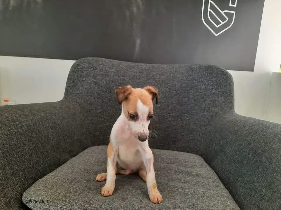 Timmy Lurcher Adozione Pet Levrieri Law 3