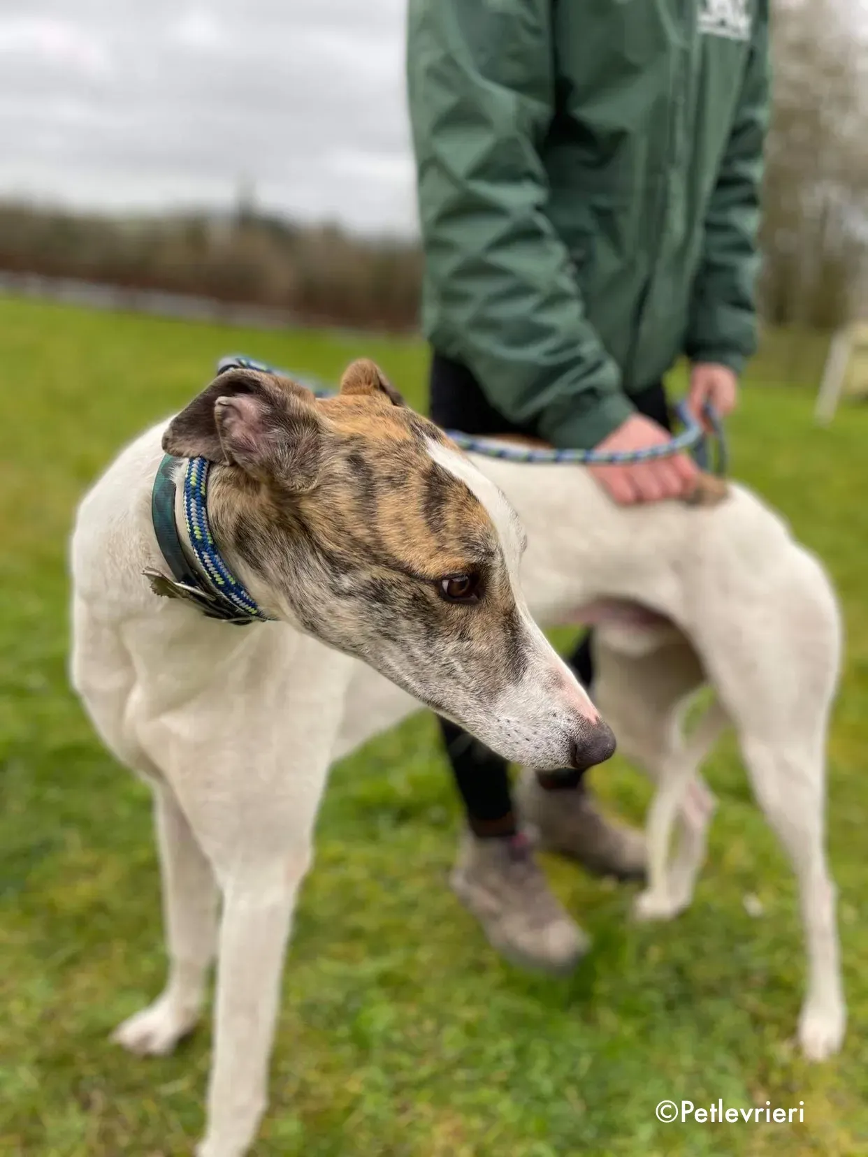 Timmy adozione levrieri greyhound 1