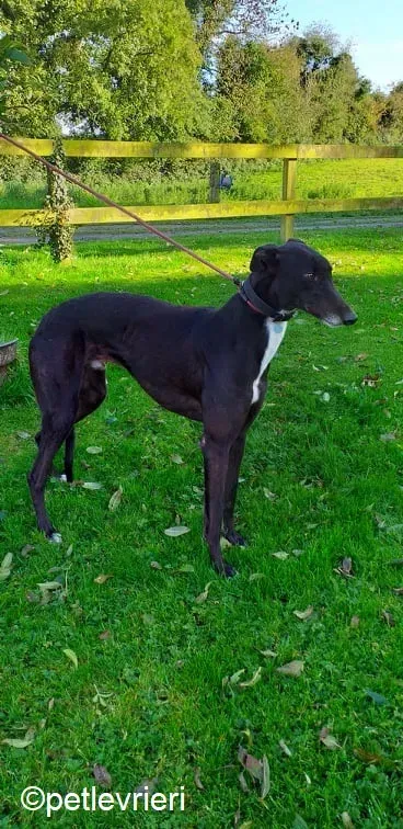 Timmy adozione levrieri greyhound 3 1