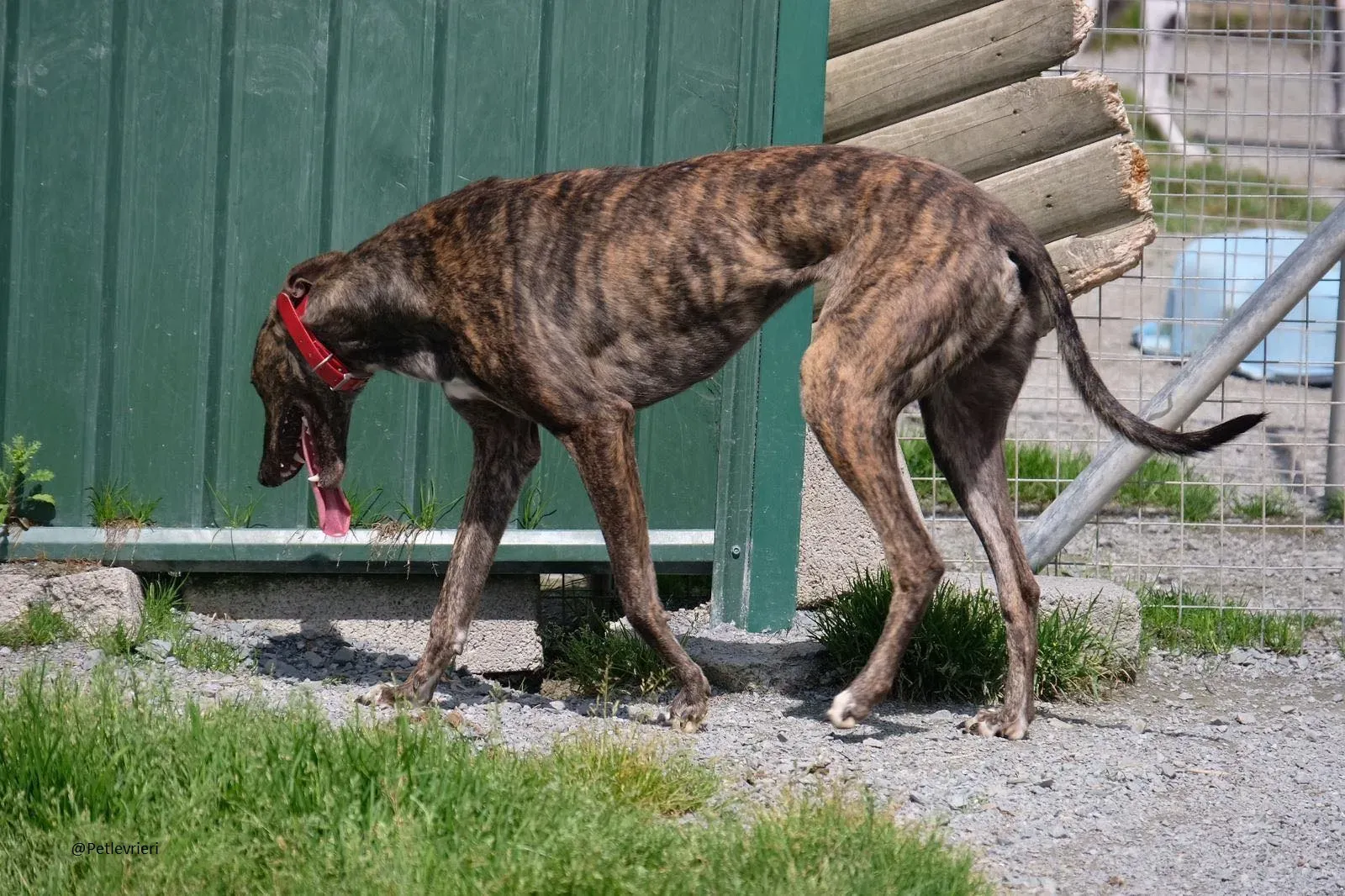 Tina Greyhound Female Adozione Levrieri 1